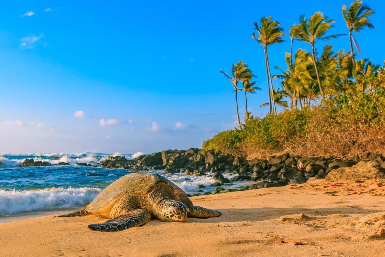 Hawaiian Monarch 2312